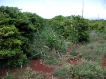 Weeds and trees