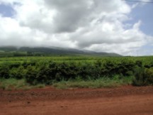 Coffee trees and the Maui volcanic mountains